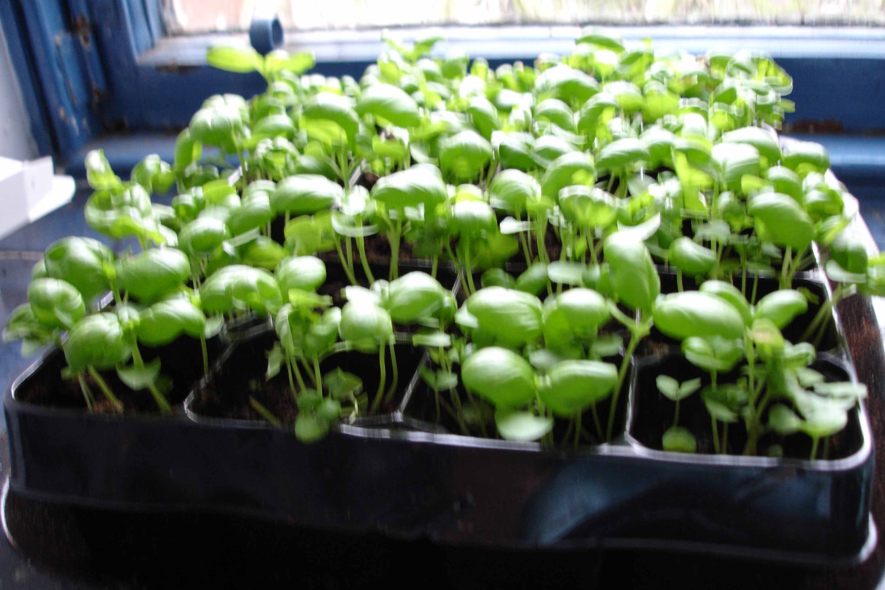 Basil on bathroom windowsill