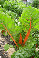 rhubarb chard